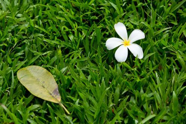 Beyaz frangipani çiçek çimenlerin üzerinde.