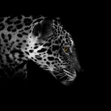 leopar portre
