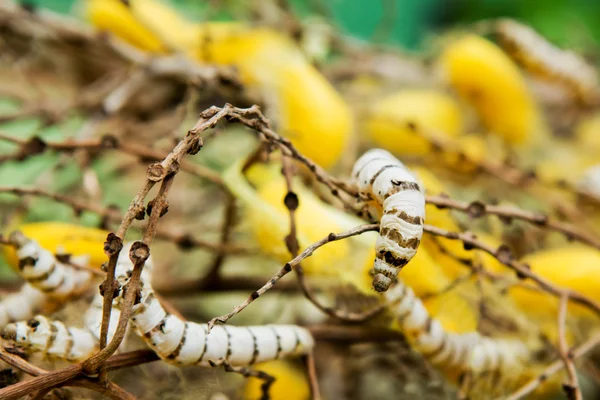 Silkworm — Stock Photo, Image
