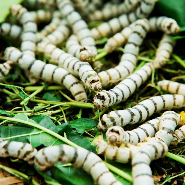 Close up Silkworm comer amoreira folha verde — Fotografia de Stock