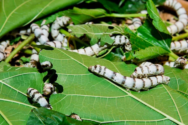 De cerca gusano de seda comer morera hoja verde — Foto de Stock