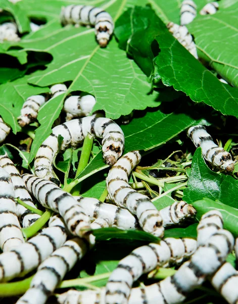 De cerca gusano de seda comer morera hoja verde — Foto de Stock