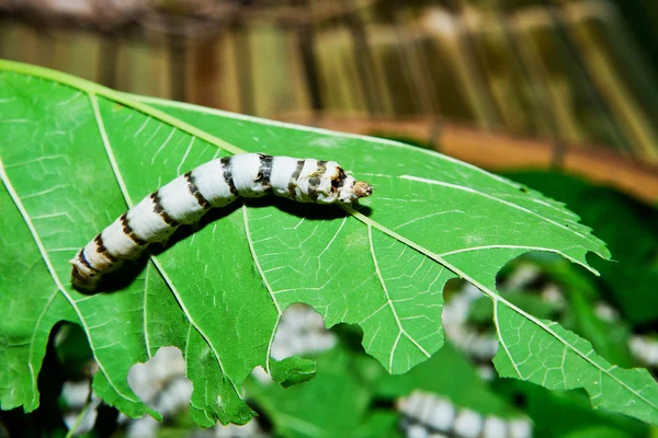 Close-up van zijderupsen eten mulberry groen blad — Stockfoto