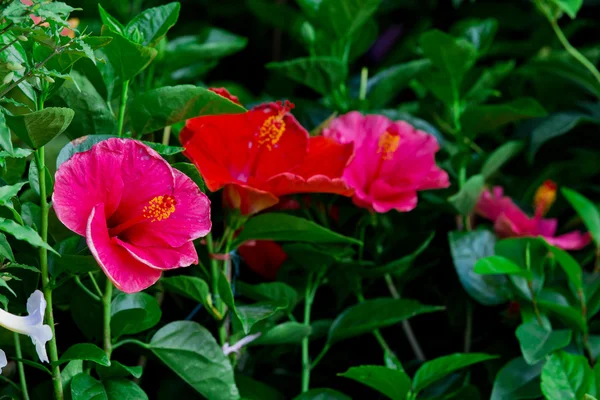 Flores de hibisco —  Fotos de Stock