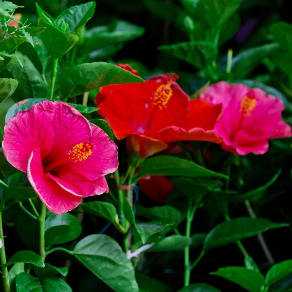 Hibiscus flowers — Stock Photo, Image