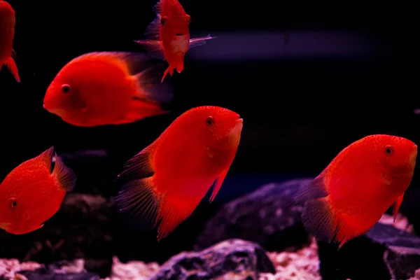 红鲷鱼，红宝石红色孔雀鱼 — 图库照片