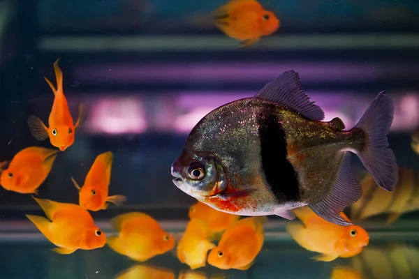 淡水水族馆热带食人鱼鱼类的暗沙 — 图库照片