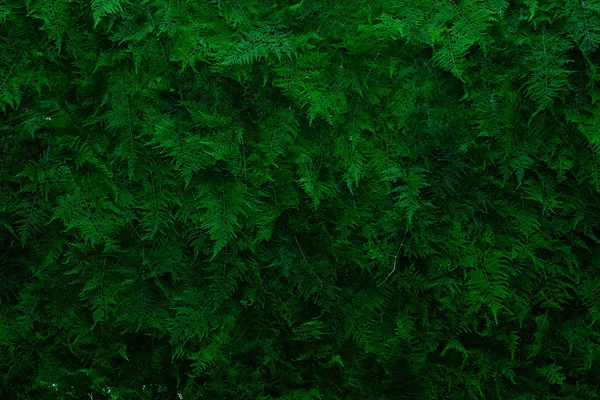 Green leaves wall background — Stock Photo, Image