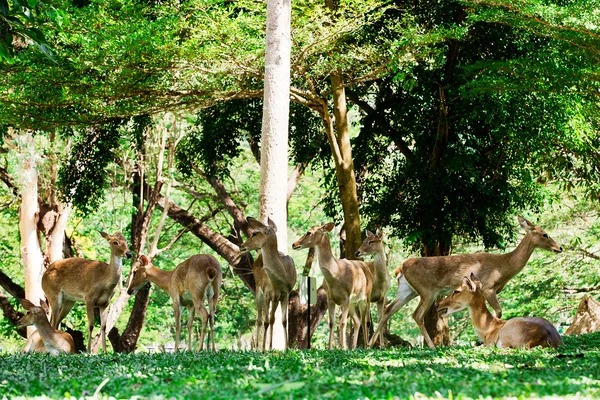 Whitetail Geyik dolar yaz kadife daimi bir açılış içinde — Stok fotoğraf