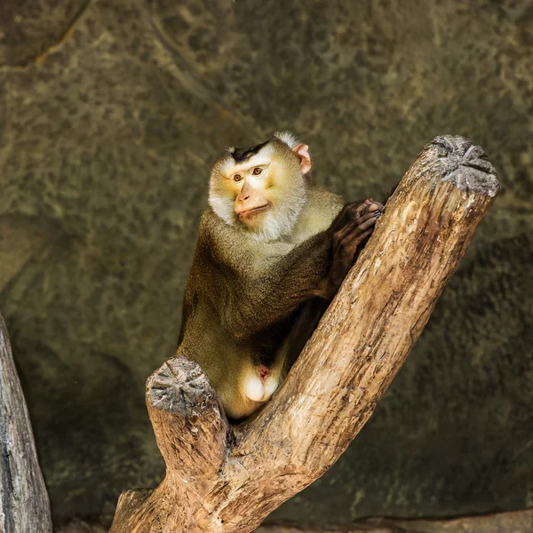 Monkey — Stock Photo, Image