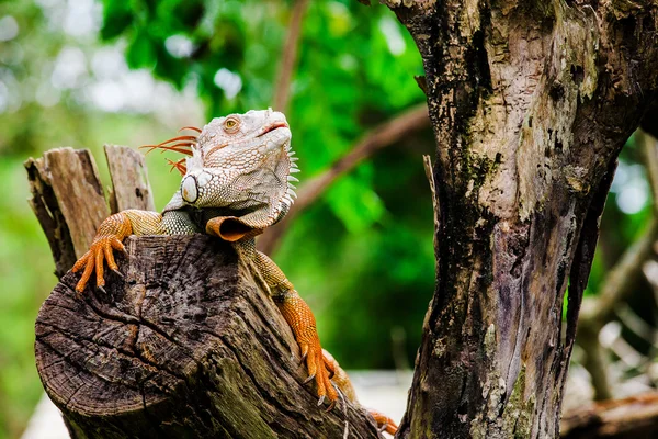 Retrato de macro tiro na cabeça iguana, Korat, Tailândia — Fotografia de Stock