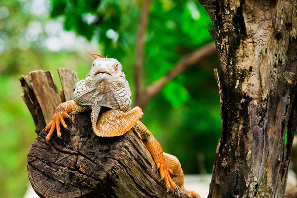 Retrato de macro tiro na cabeça iguana, Korat, Tailândia — Fotografia de Stock