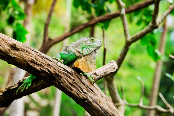 Iguana verde — Fotografia de Stock