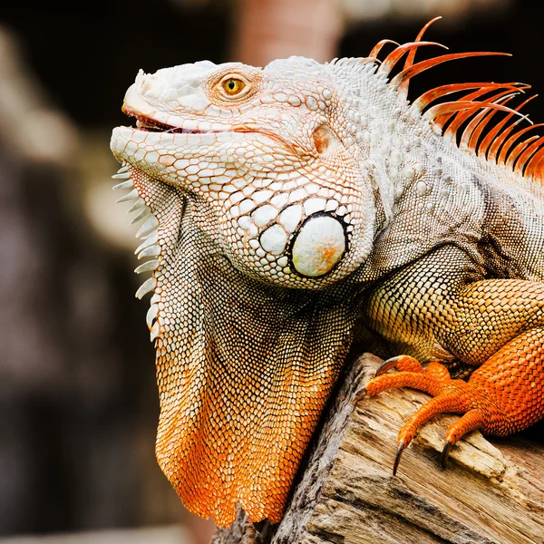 Ritratto di macro girato sulla testa dell'iguana, Korat, Thailandia — Foto Stock