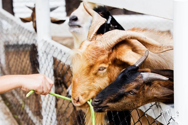 Group of Goats with one snuggling to an other one — Stock Photo, Image