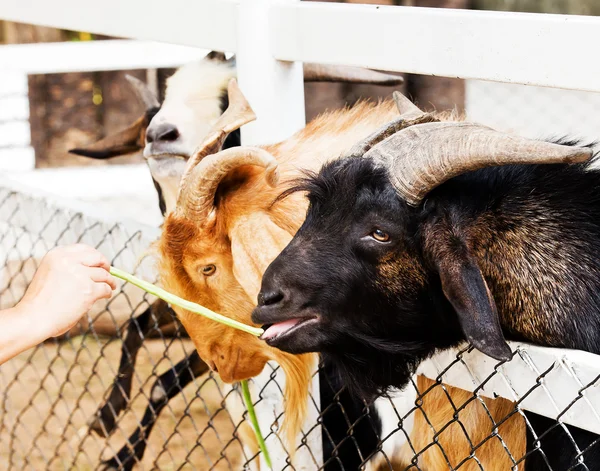 Group of Goats with one snuggling to an other one — Stock Photo, Image