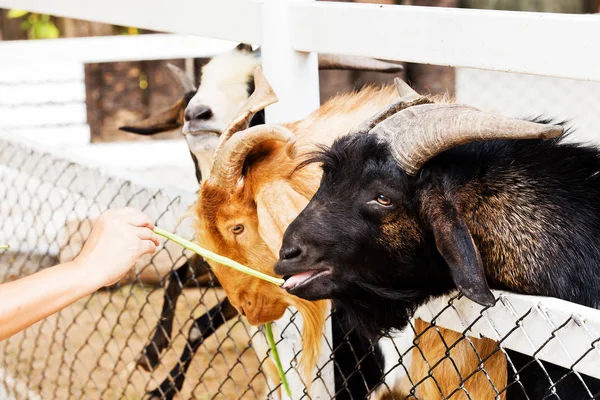 Group of Goats with one snuggling to an other one — Stock Photo, Image