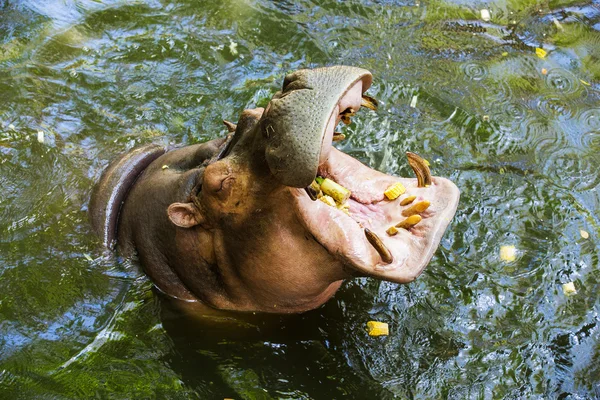 Hipopótamo (Hippopotamus amphibius ) — Foto de Stock