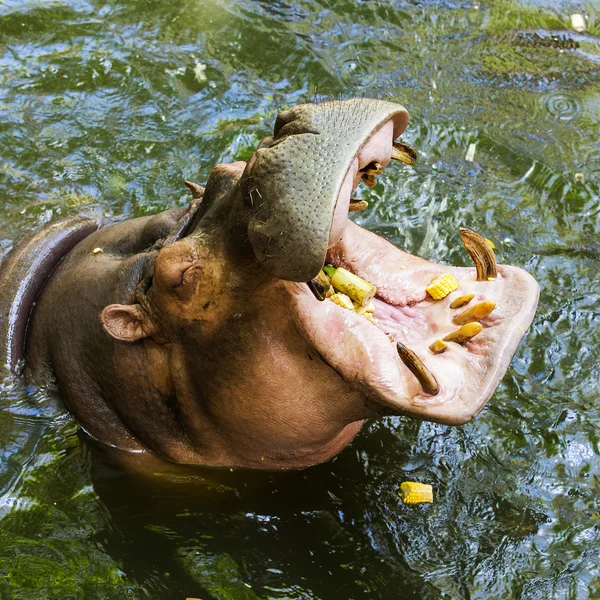 Hipopotam (Hippopotamus amphibius) — Zdjęcie stockowe