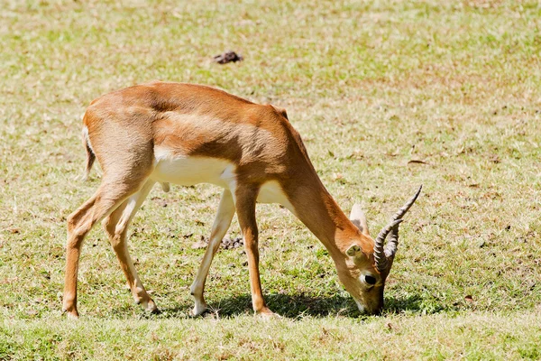 Gacela de Grant macho en el Parque Nacional Lago Nakuru - Kenia — Foto de Stock