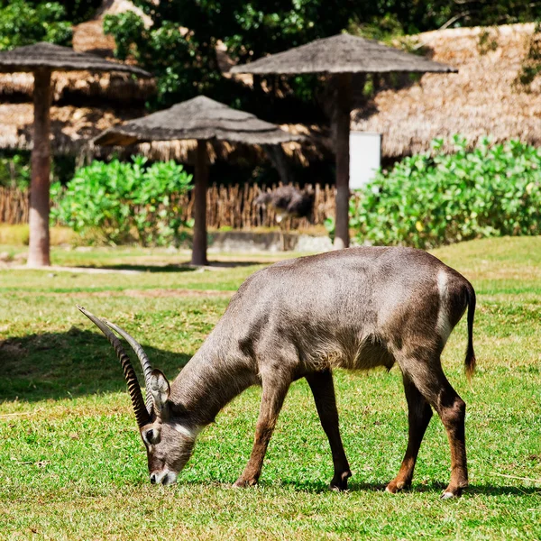 Όρυξ ή Gemsbuck - αφρικανικής άγριας πανίδας φόντο — Φωτογραφία Αρχείου