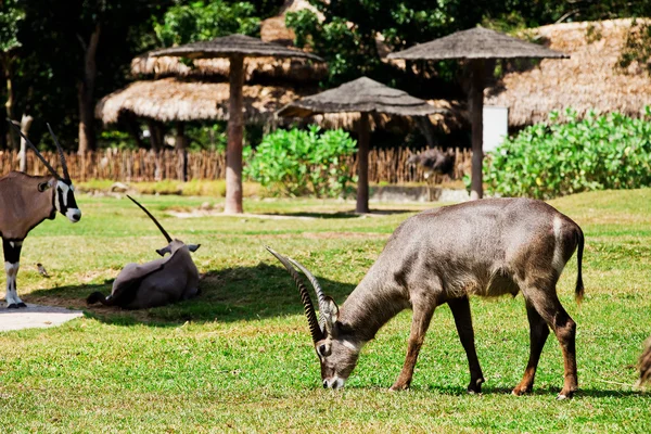 Oryx or Gemsbuck - African Wildlife Background — Stock Photo, Image