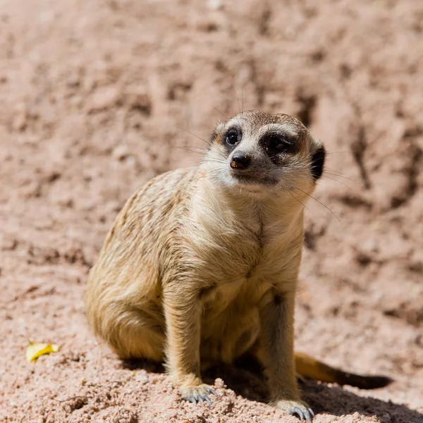 Meerkat Guardando — Foto Stock