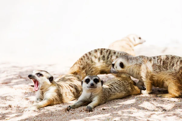 Family of Meerkats — Stock Photo, Image