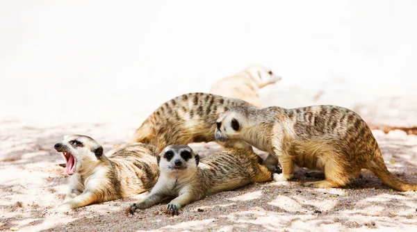 Familia de suricatas — Foto de Stock