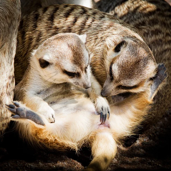 Family of Meerkats — Stock Photo, Image