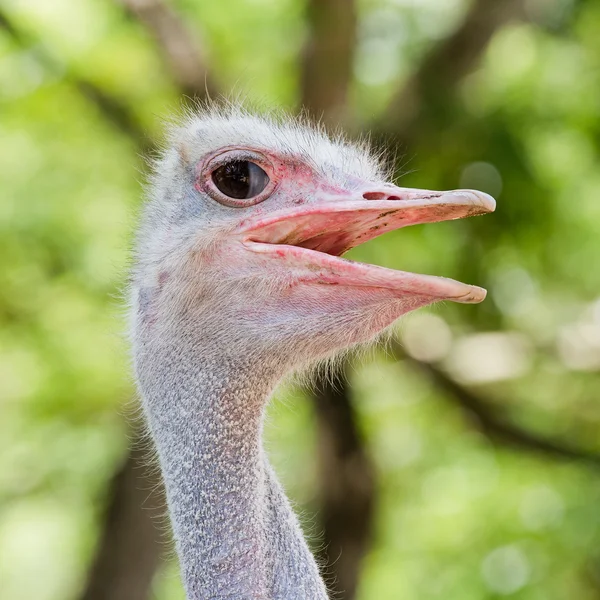 Struts i vilda närbild på en grön bakgrund — Stockfoto