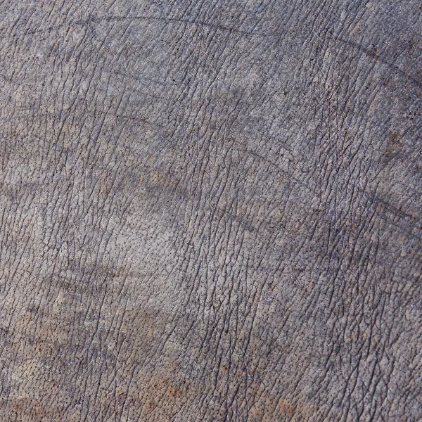 Rhino hud textur. — Stockfoto
