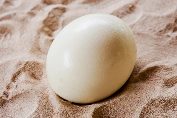 Яйця страусині — стокове фото