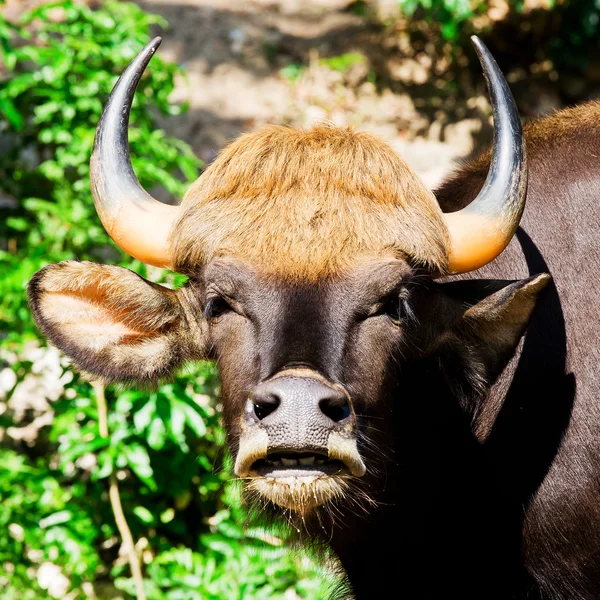 Indian bison or gaur — Stock Photo, Image
