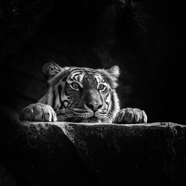 Tigre — Fotografia de Stock