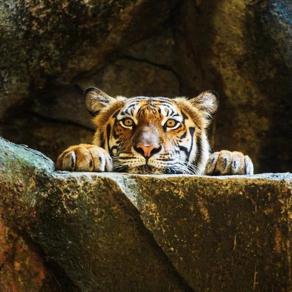 Tiger — Stockfoto