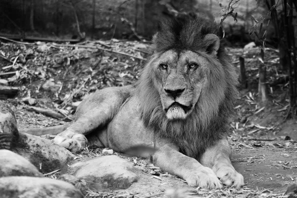 Lion le Roi — Photo