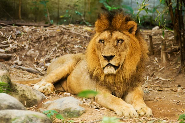 León el Rey — Foto de Stock