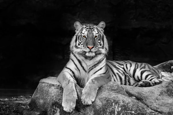 Weißer Tiger — Stockfoto