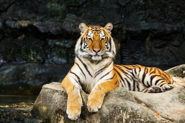 Tigre — Foto Stock