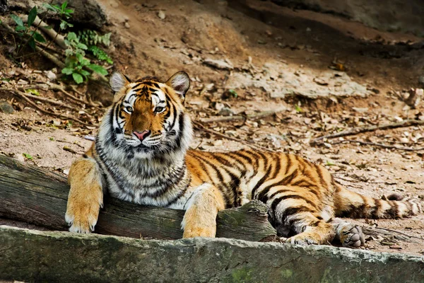 Een tijger zitten in een dierentuin. — Stockfoto