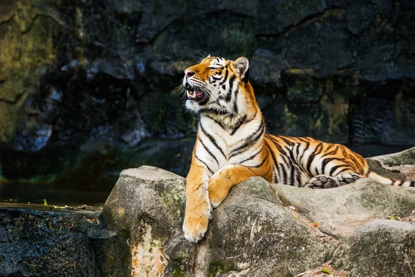 Tigre —  Fotos de Stock