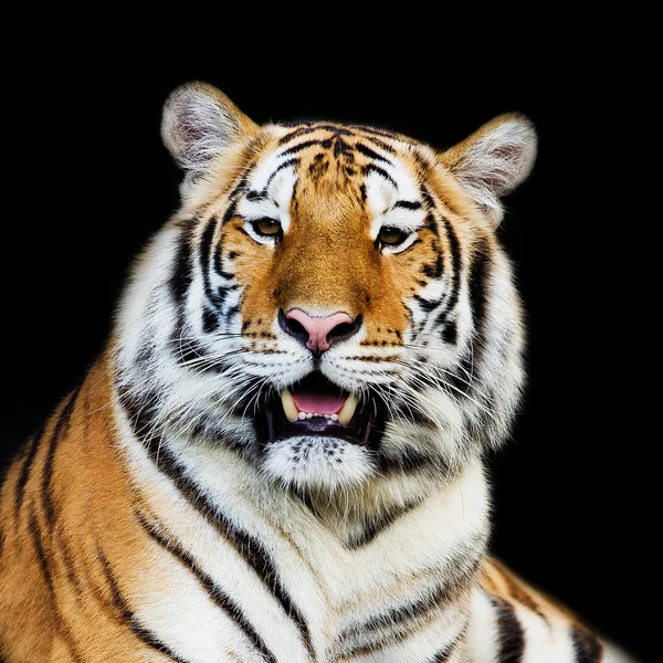 Närbild tiger — Stockfoto