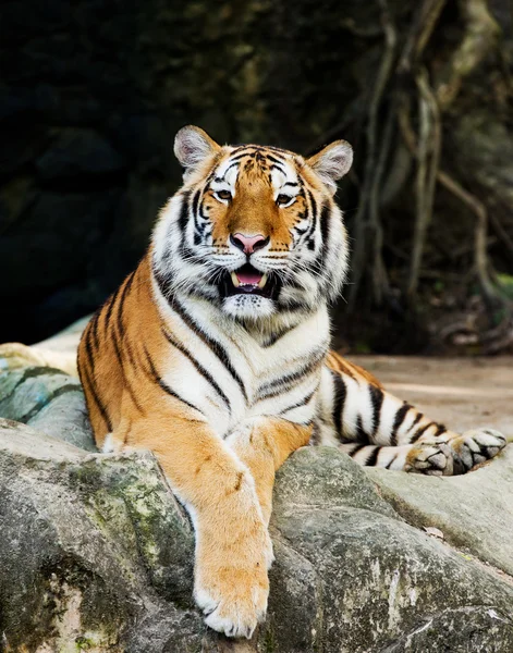 A tiger sitting in a zoo. — Stock Photo, Image