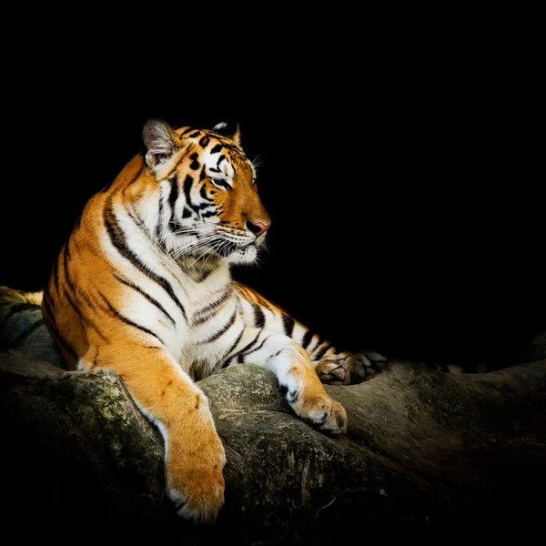 Tigre — Fotografia de Stock