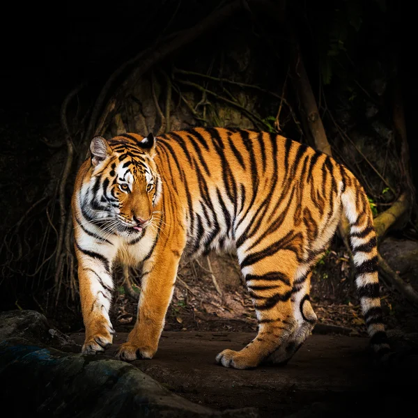 Tijger gezicht — Stockfoto