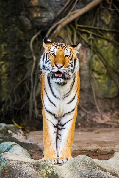 Tigre — Foto Stock