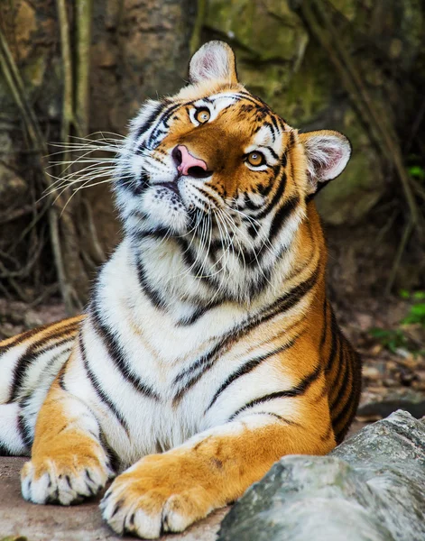 Tiger — Stockfoto