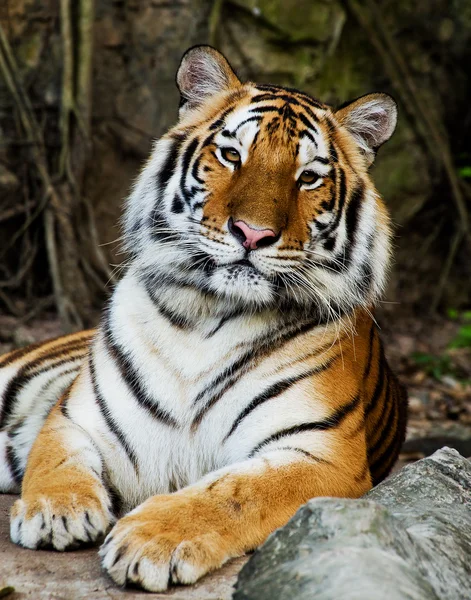 Tiger aus nächster Nähe — Stockfoto