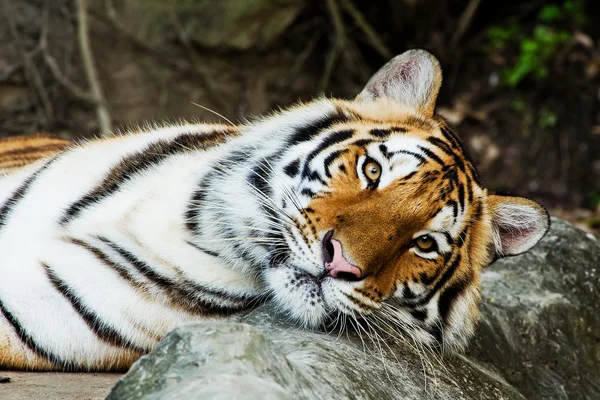 Close-up van de tijger — Stockfoto